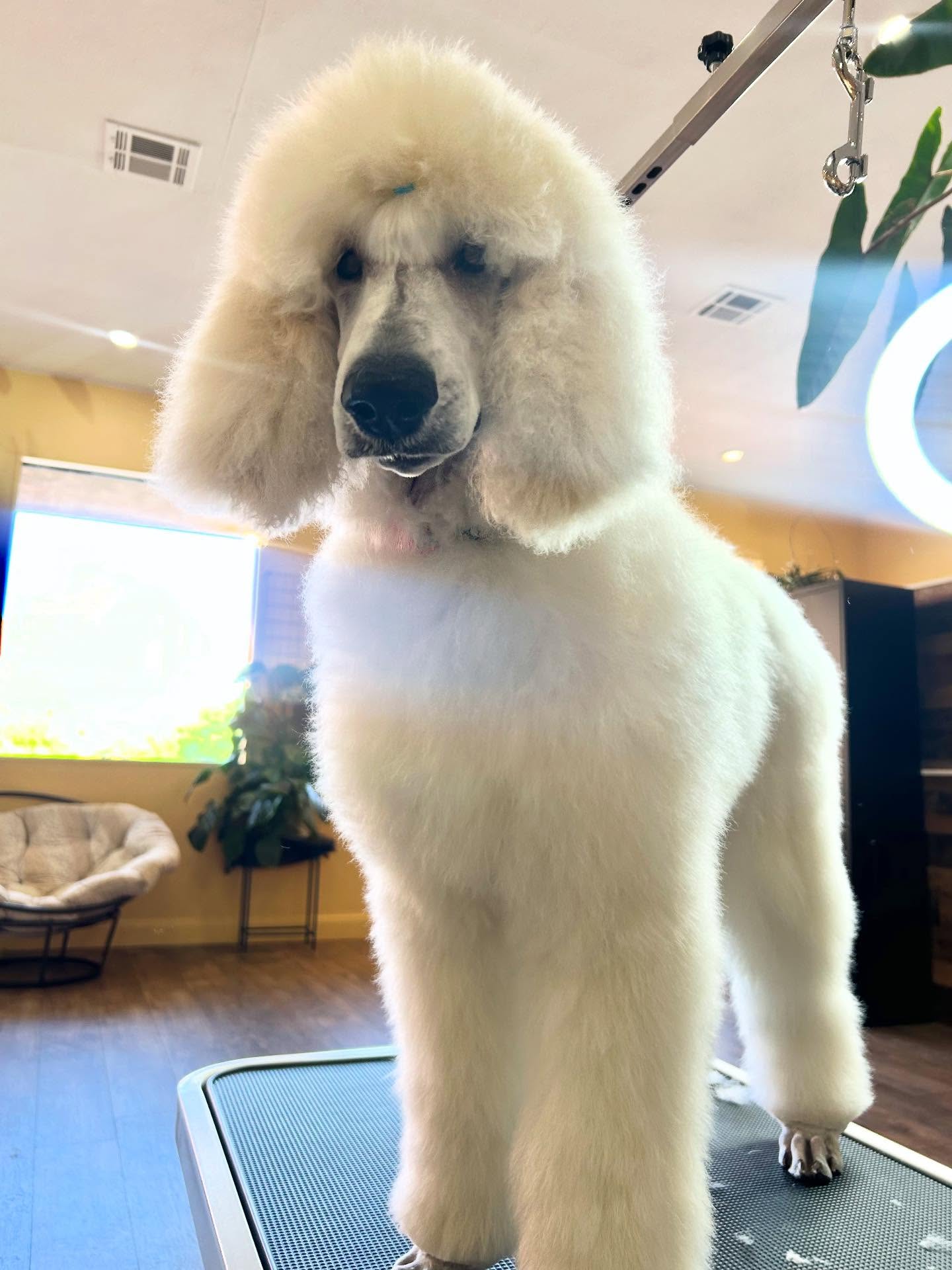 Dog